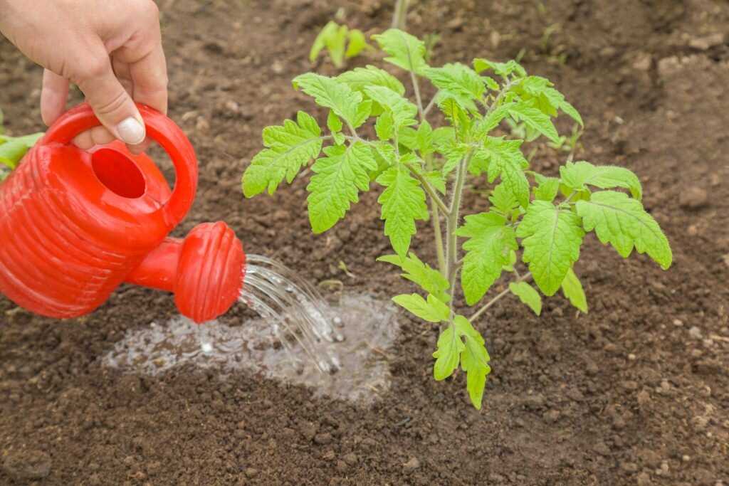 Фитоспорин – безопасная биологическая защита томатов от болезней