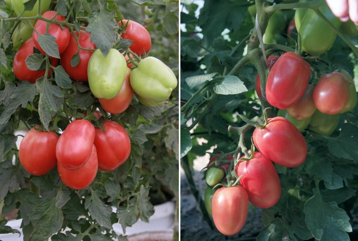 Сорт томатов розовая стелла, описание, характеристика и отзывы, а также особенности выращивания