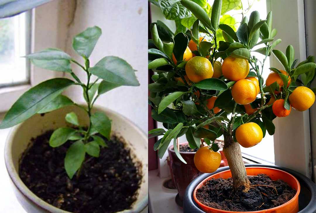 Сколько растет мандарин