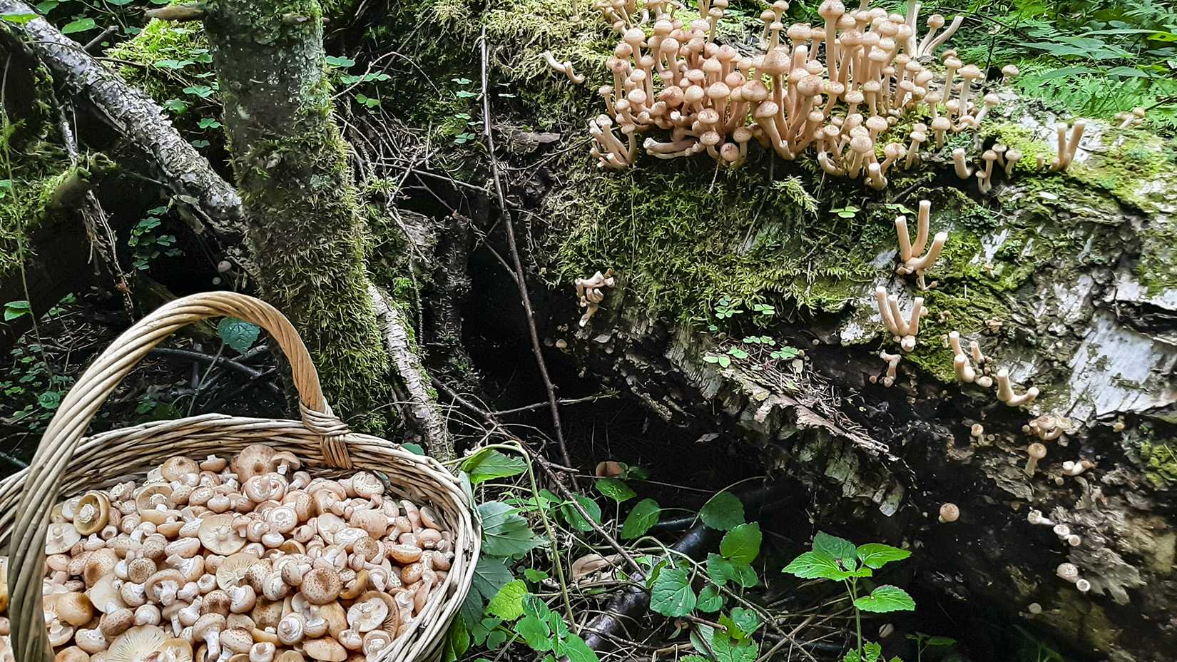 Где найти много грибов в самарской области