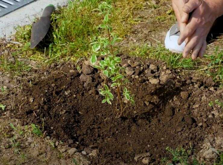 Чем пахнет земляничный жасмин (чубушник) и как его выращивать - сибирский сад
