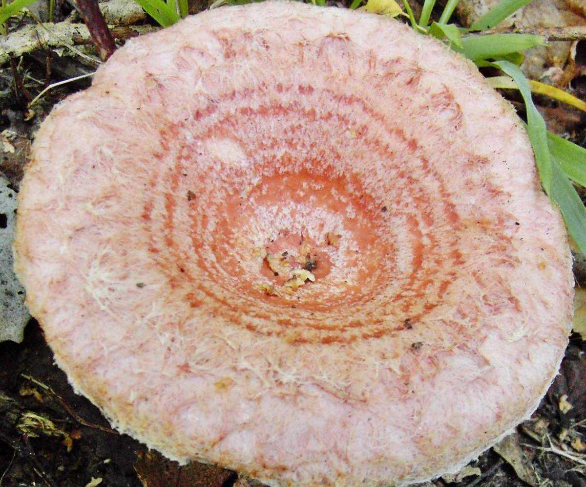 Волнушки грибы фото и описание съедобных и ложных видов, как готовить на зиму