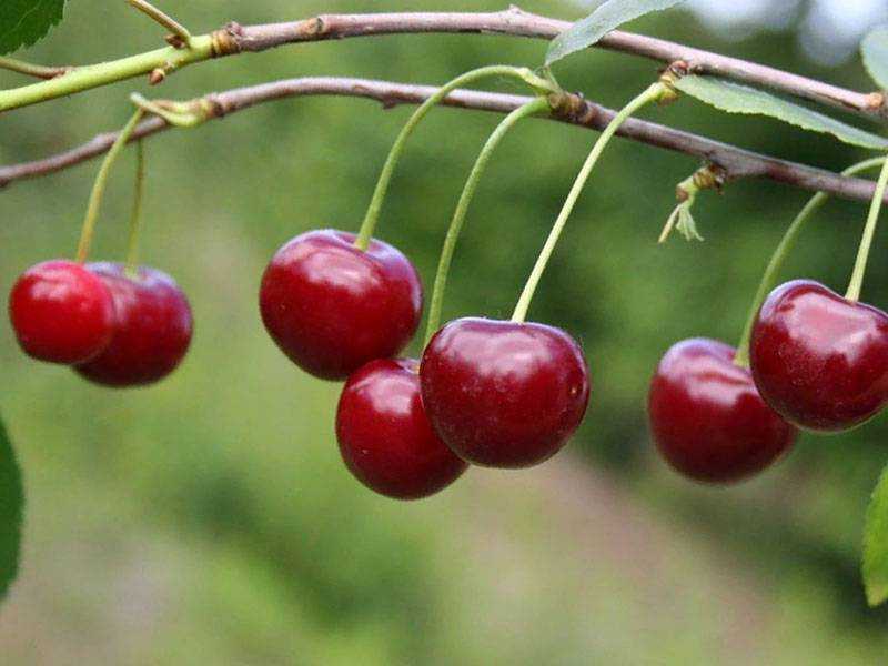 Описание сортов вишни для сибири и урала: наши советы садоводам этих регионов