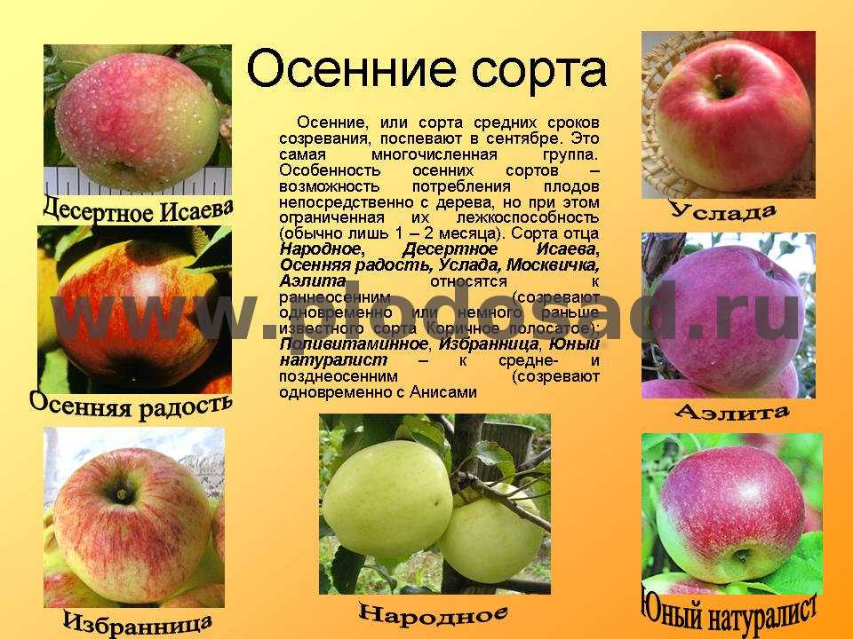 Яблоня первоуральская: особенности сорта и ухода