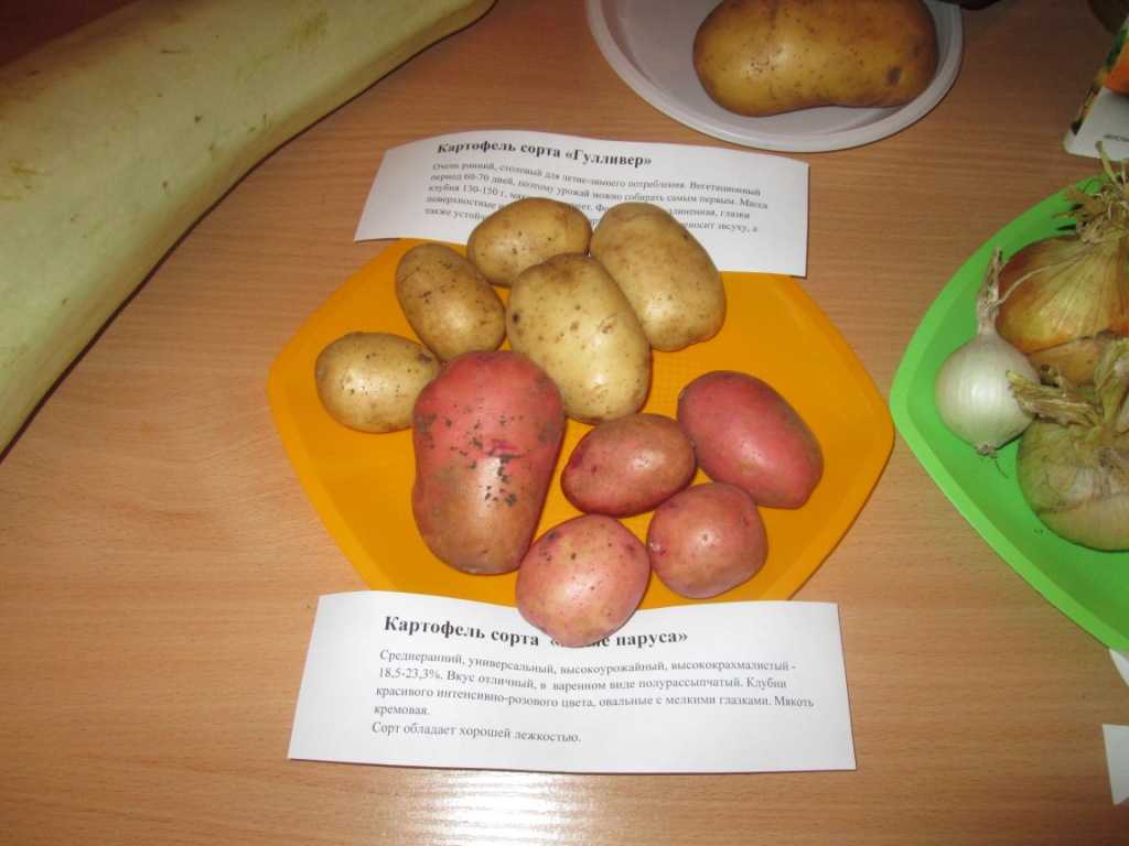Картофель крепыш: описание сорта, фото, отзывы