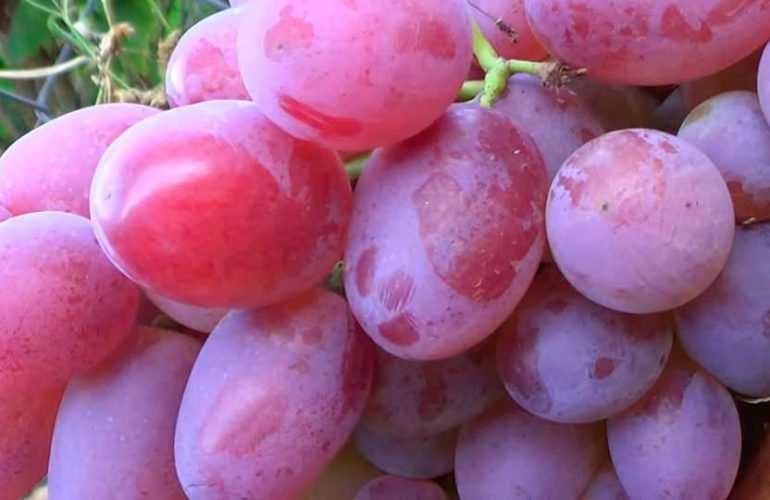 Виноград гелиос: описание сорта, фото, отзывы