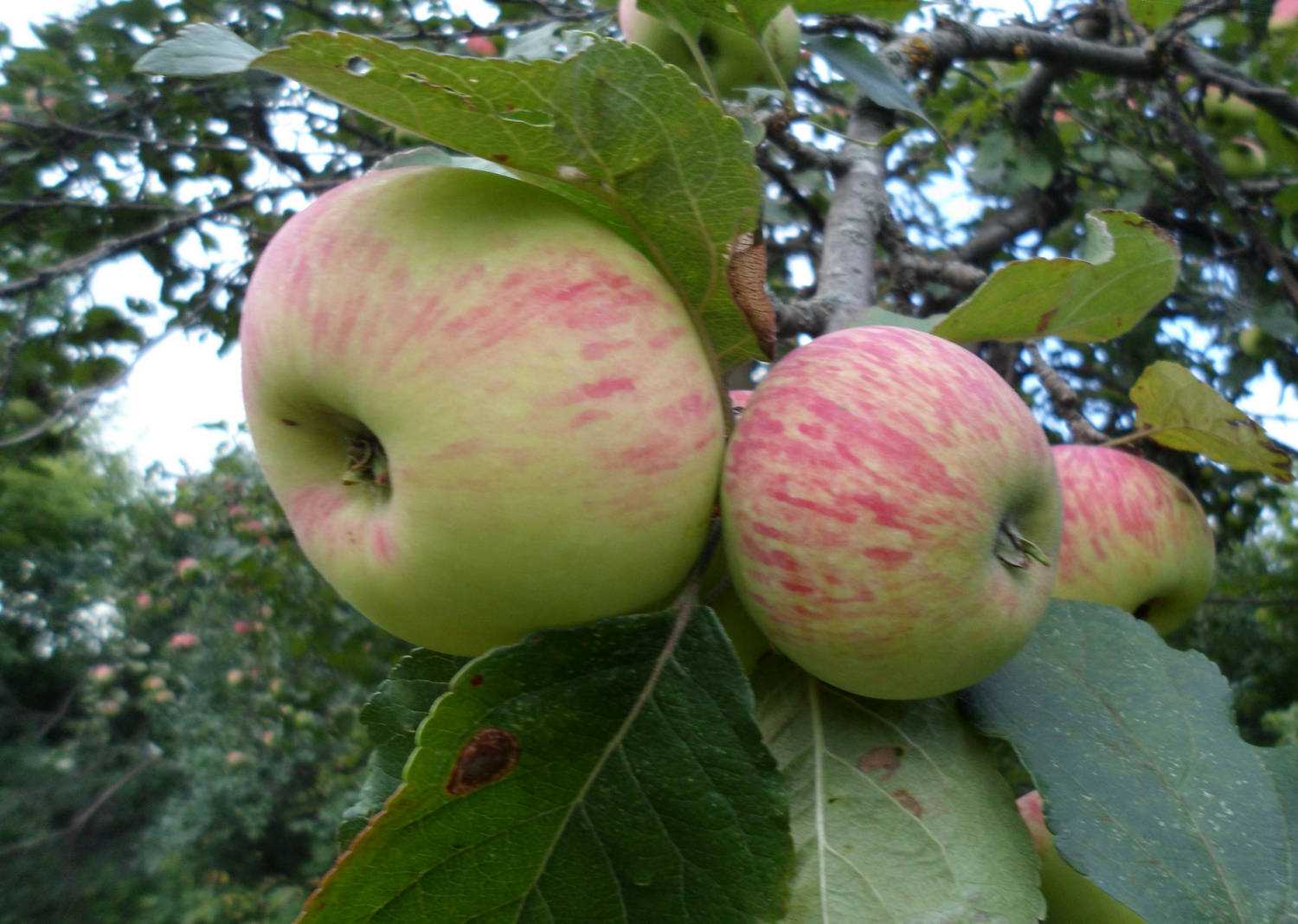 Яблоки мельба фото и описание сорта фото