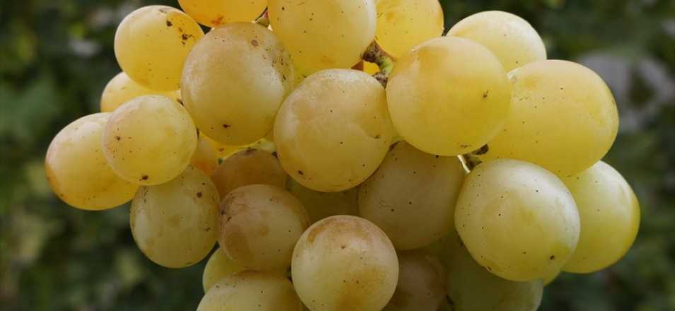 Все разновидности винограда «кеша» с подробным описанием и характеристиками сорта