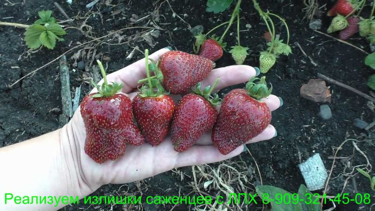Клубника сирия: описание сорта, фото, отзывы