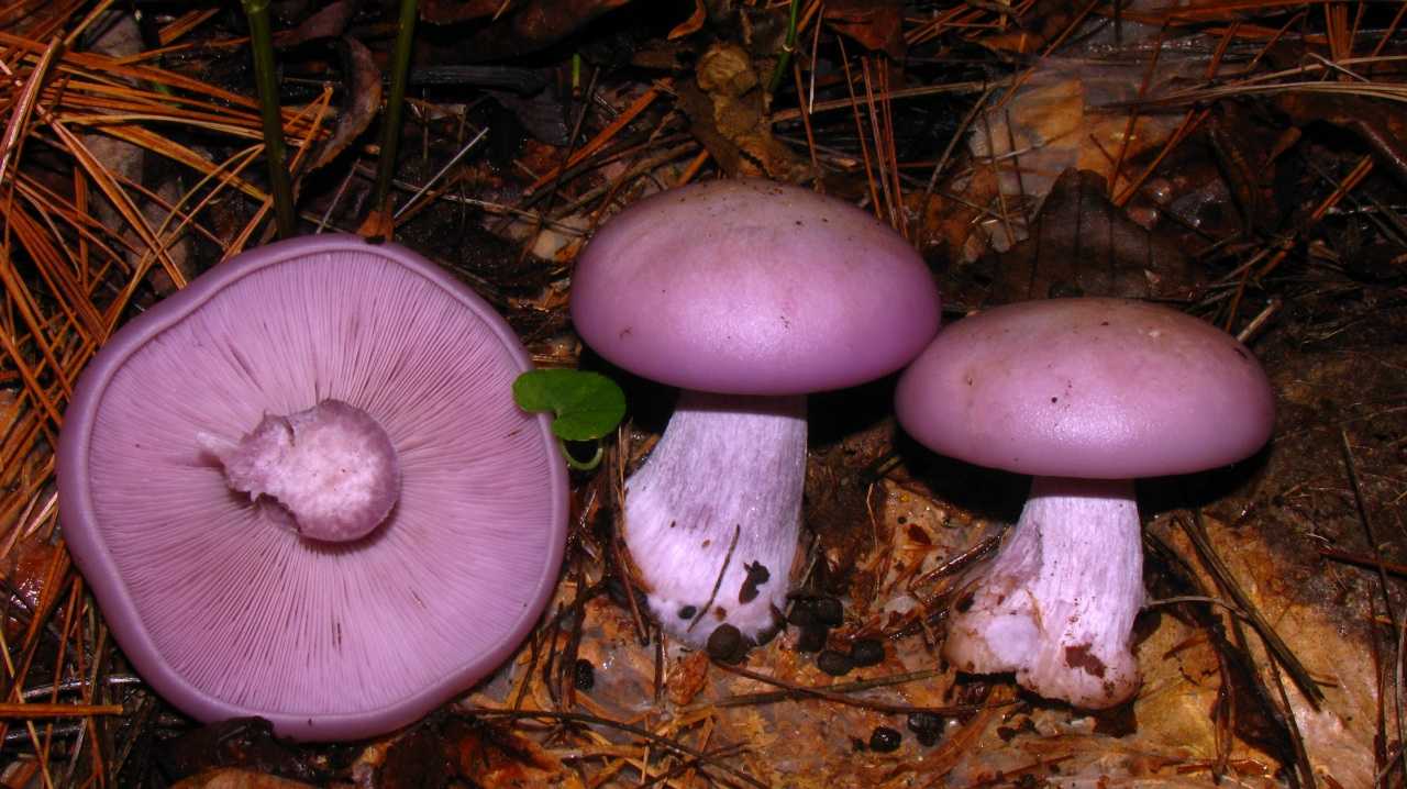 Как отличить ядовитые грибы от хороших — описание и фото selo.guru — интернет портал о сельском хозяйстве