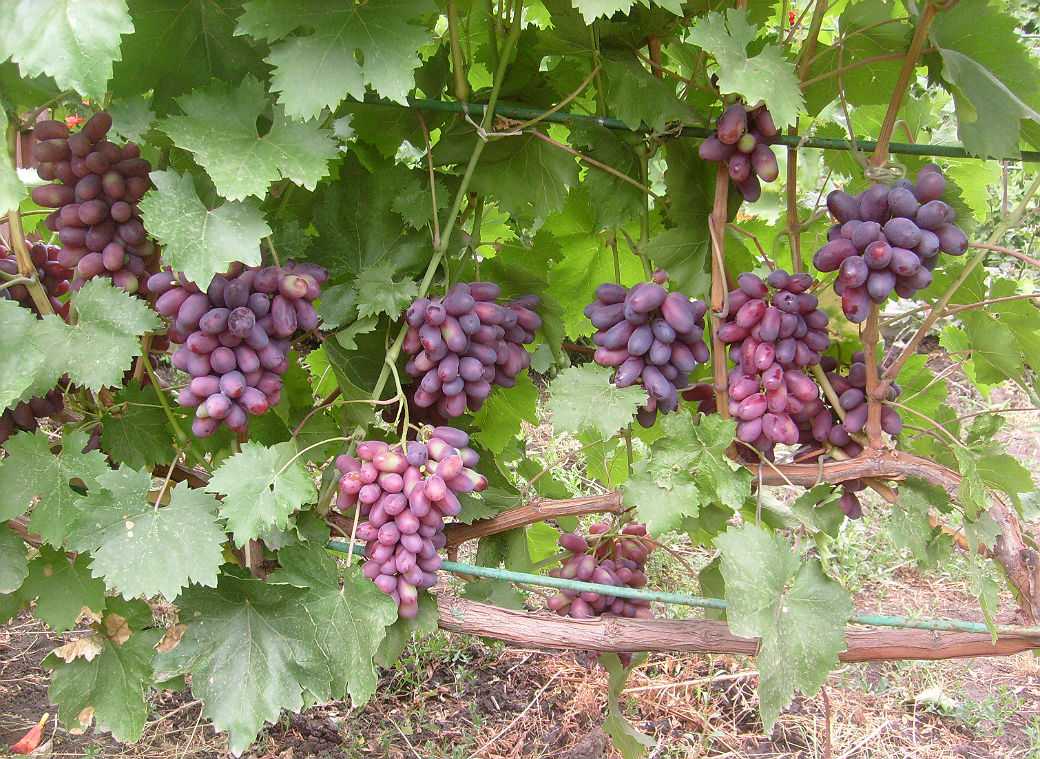 Сорт винограда тип изюминки фото и описание - дневник садовода semena-zdes.ru