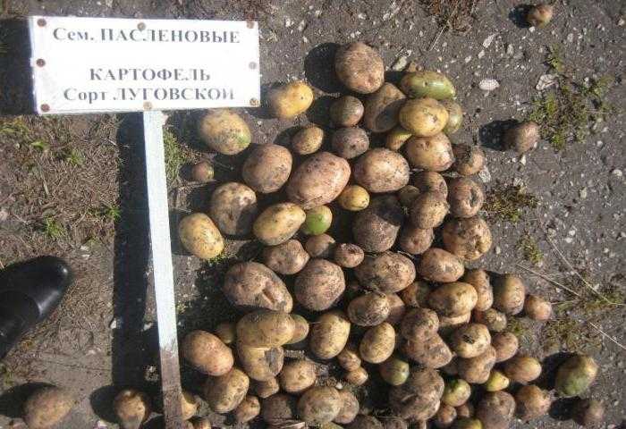Сорт картофеля луговской: описание, урожайность, выращивание