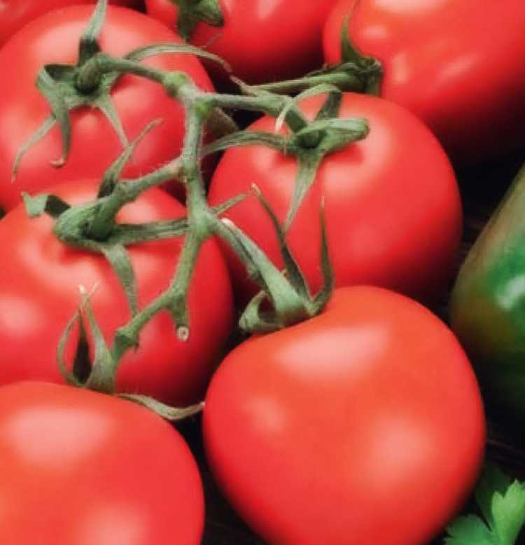 Томат "верлиока" f1: описание и характеристика сорта, рекомендации по выращиванию отличного урожая помидор, фото-материалы русский фермер