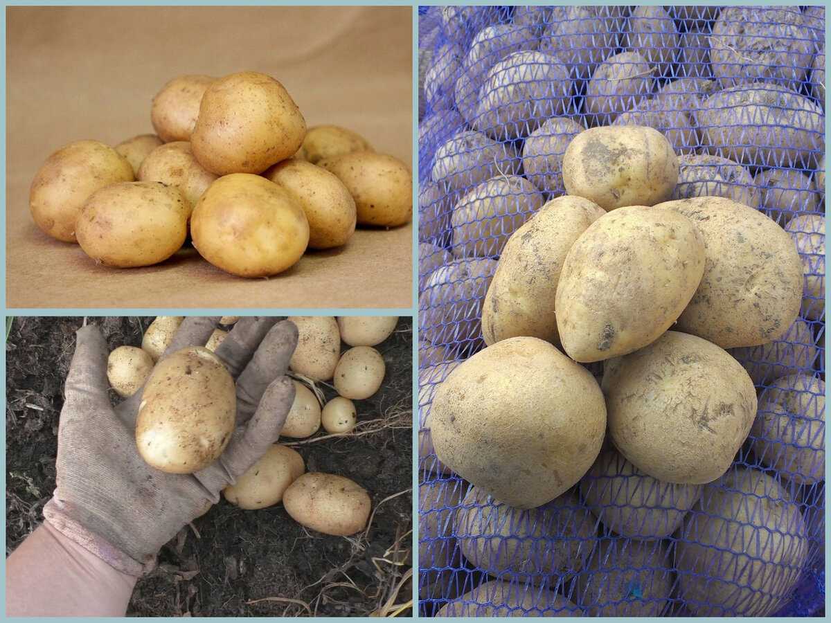 Урожайный картофель "луговской" - описание сорта, фото, отзывы
