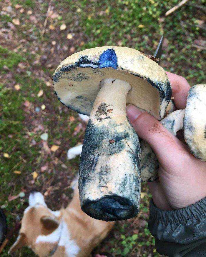 Съедобен ли гриб, который похож на белый, но синеет на срезе: почему у белых грибов темнеет ножка