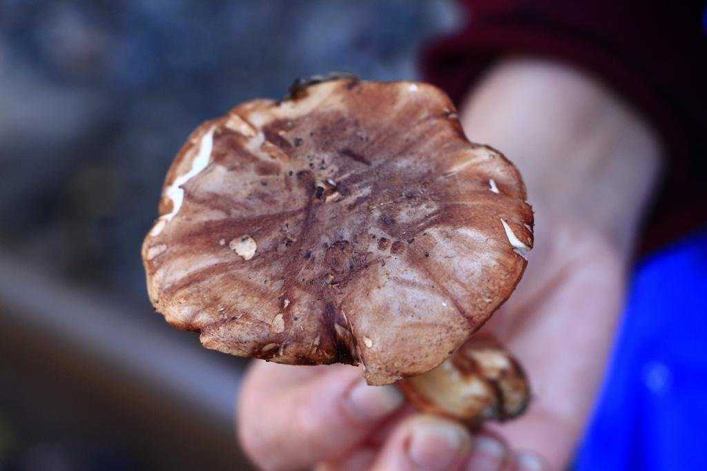 Рядовка надломленная (tricholoma batschii): фото, описание и как готовить гриб
