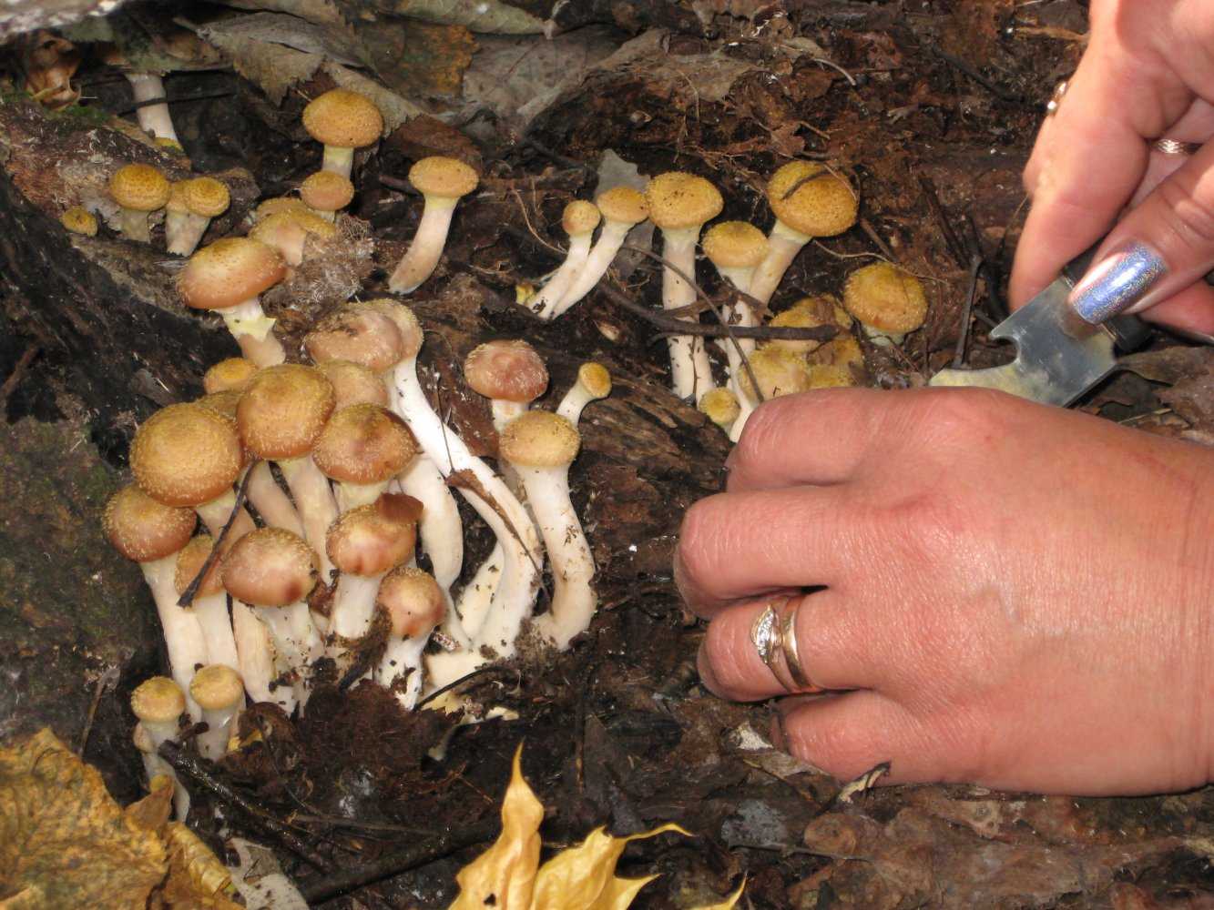 Опята в самаре: когда собирать и куда поехать за грибами в самарской области