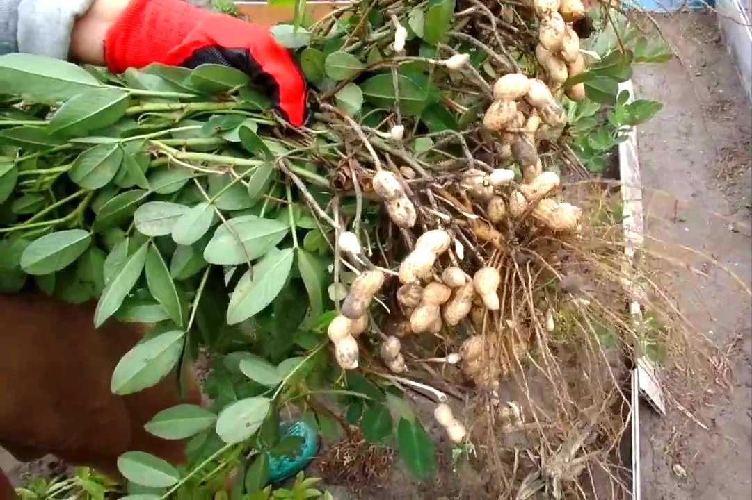 Арахис: выращивание в открытом грунте, посадка в украине и россии