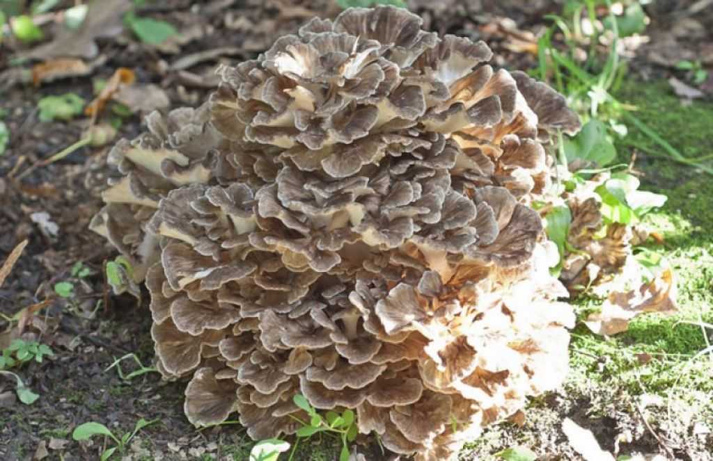 Грифола курчавая (гриб баран) - фото, описание, лечебные свойства