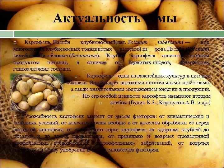 Неприхотливый картофель «свитанок киевский»: описание сорта, характеристика и фото