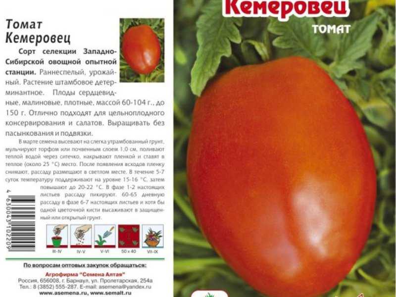 Томат Кемеровец: характеристики и особенности раннеспелого сорта, плюсы и минусы Как выращивать низкорослый томат, правила ухода