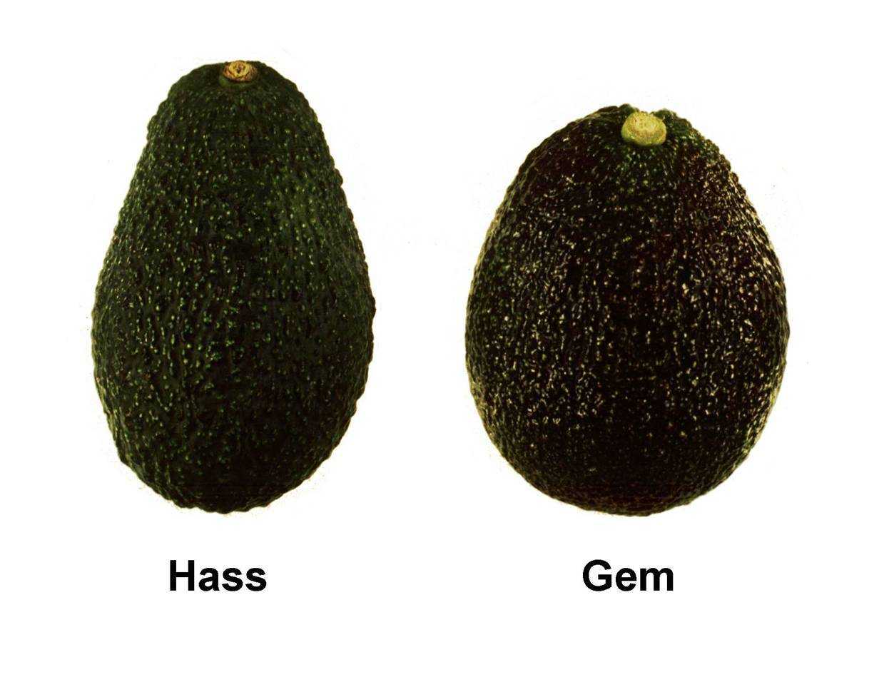 Черный авокадо (хасс): описание сорта, уход в домашних условиях, фото selo.guru — интернет портал о сельском хозяйстве