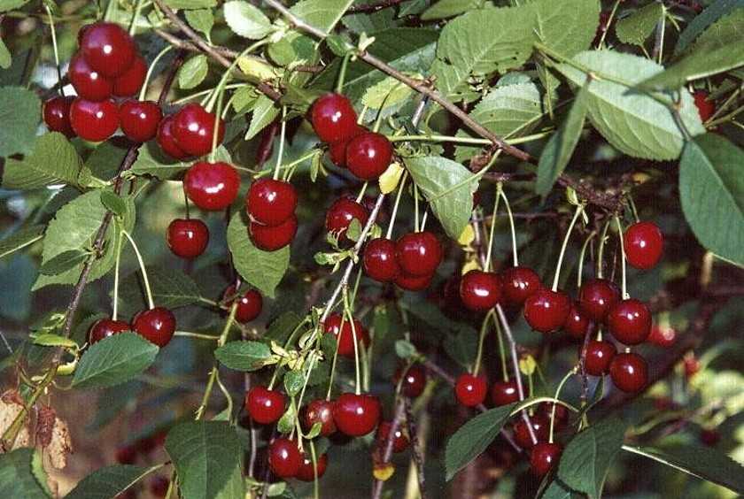 Описание сорта вишни памяти вавилова — лучшей по мнению садоводов россии, украины и беларуси