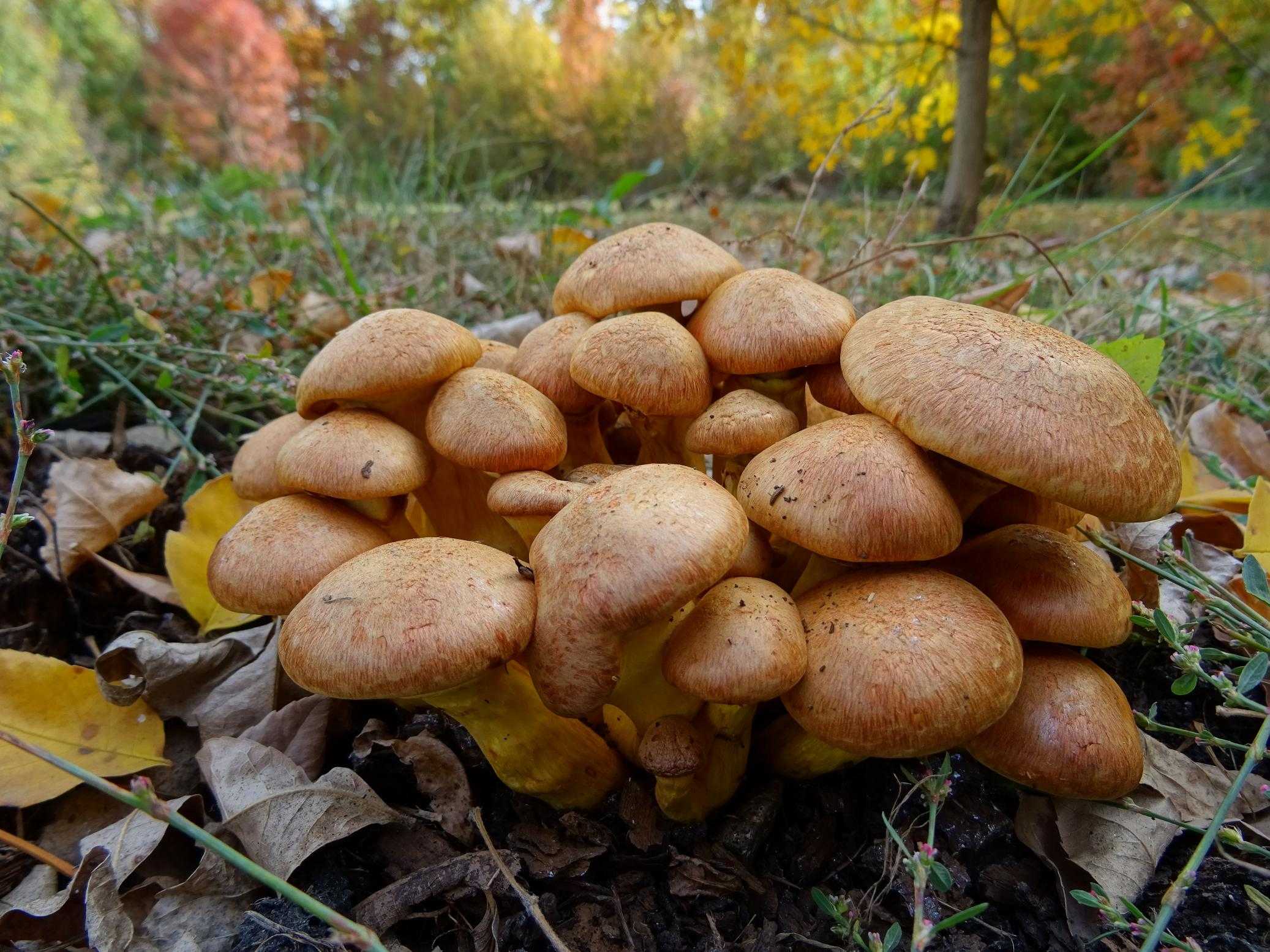 Шампиньон полевой 🍄 (14 видов съедобных грибов)