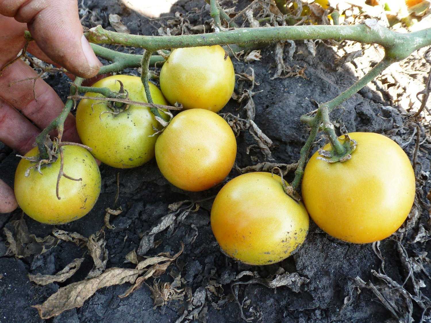 Томат лонг кипер: характеристика и описание сорта с фото, выращивание помидора, урожайность, когда сажать семена, отзывы тех, кто сажал