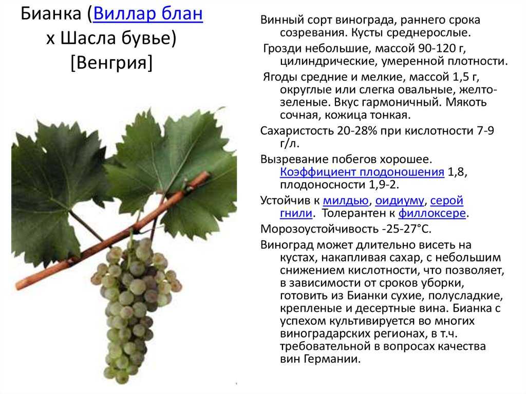 Виноград велика – вкуснейший синий сорт