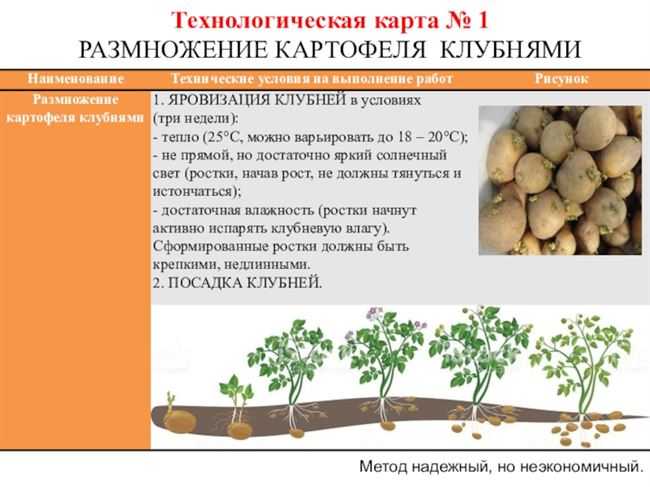 Сорт картофеля эльмундо: ботаническое описание и характеристика, плюсы и минусы, особенности посадки и ухода, фото