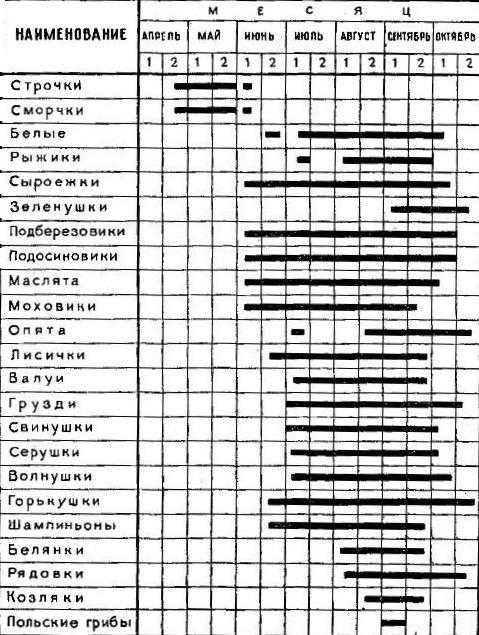 ✅ сколько времени растёт белый гриб, скорость роста грибов в лесу при разных условиях, правила сбора - tehnoyug.com