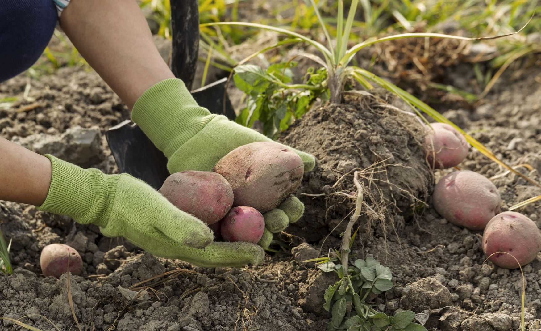 Голландские сорта картофеля: описание шести самых урожайных