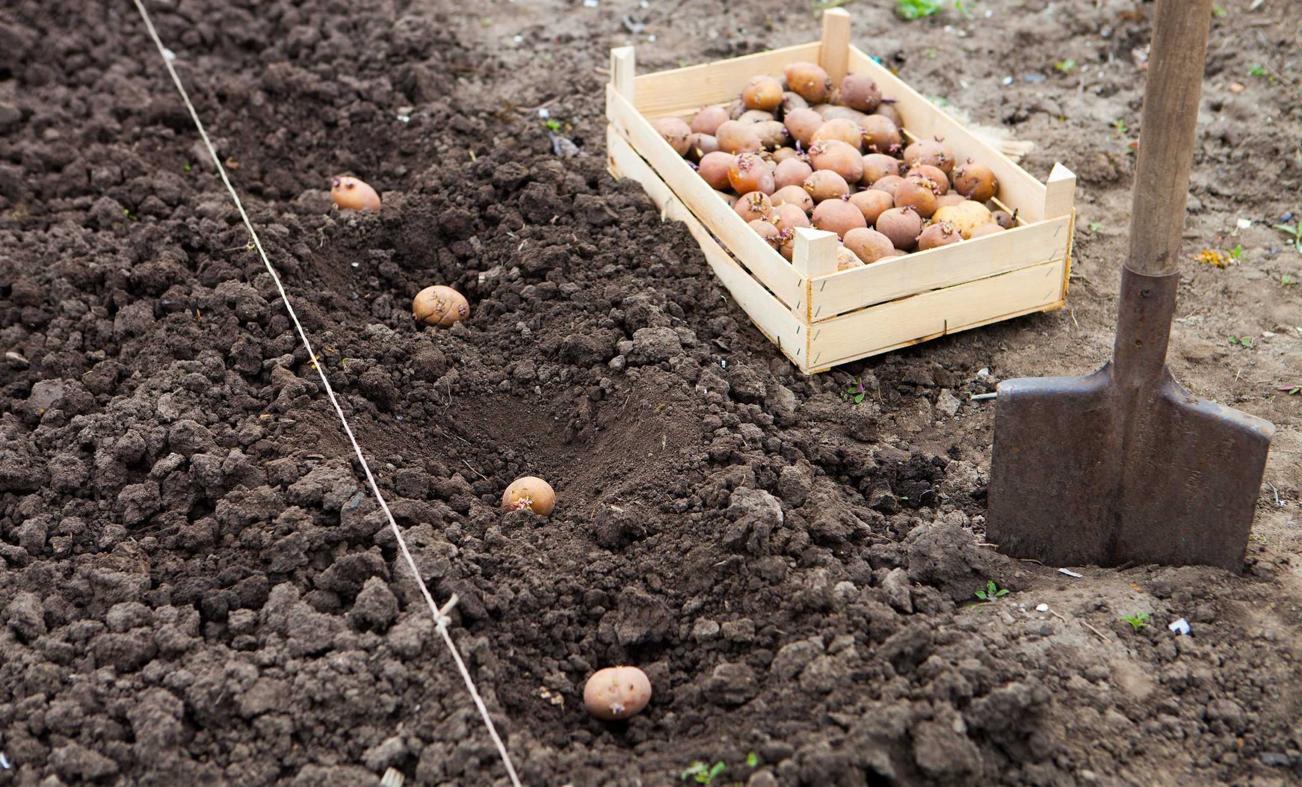 Картофель ассоль: описание и достоинства сорта, особенности посадки, правила выращивания, отзывы огородников