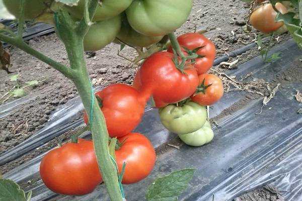 Описание томата гравитет и выращивание в домашних условиях