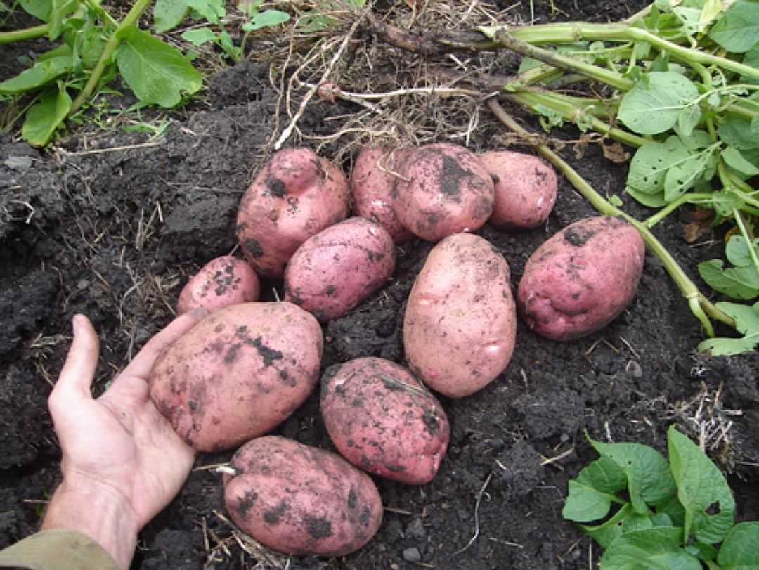 Лучшие немецкие сорта картофеля и их подробное описание