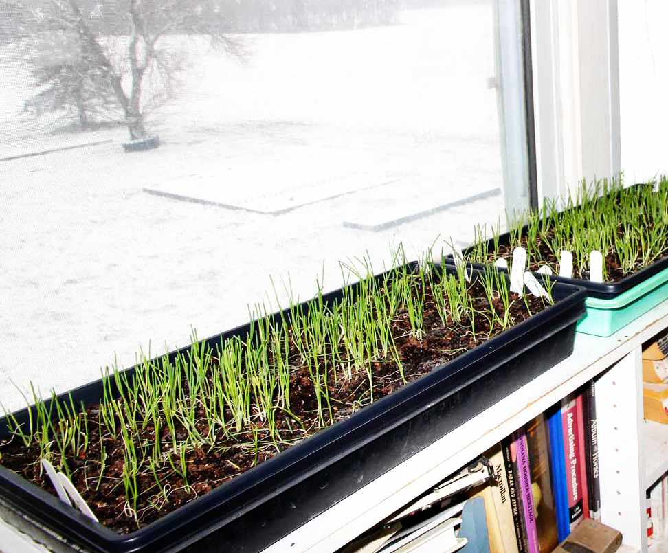 10 пряных трав, которые можно вырастить на подоконнике