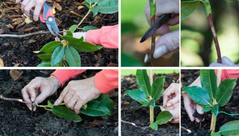 Выращивание рододендронов в саду: посадка саженцев, правила ухода
