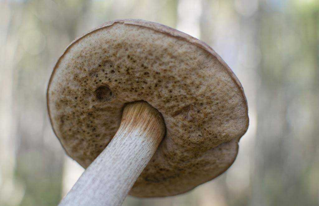 Червивые грибы: чем они опасны и можно ли их есть