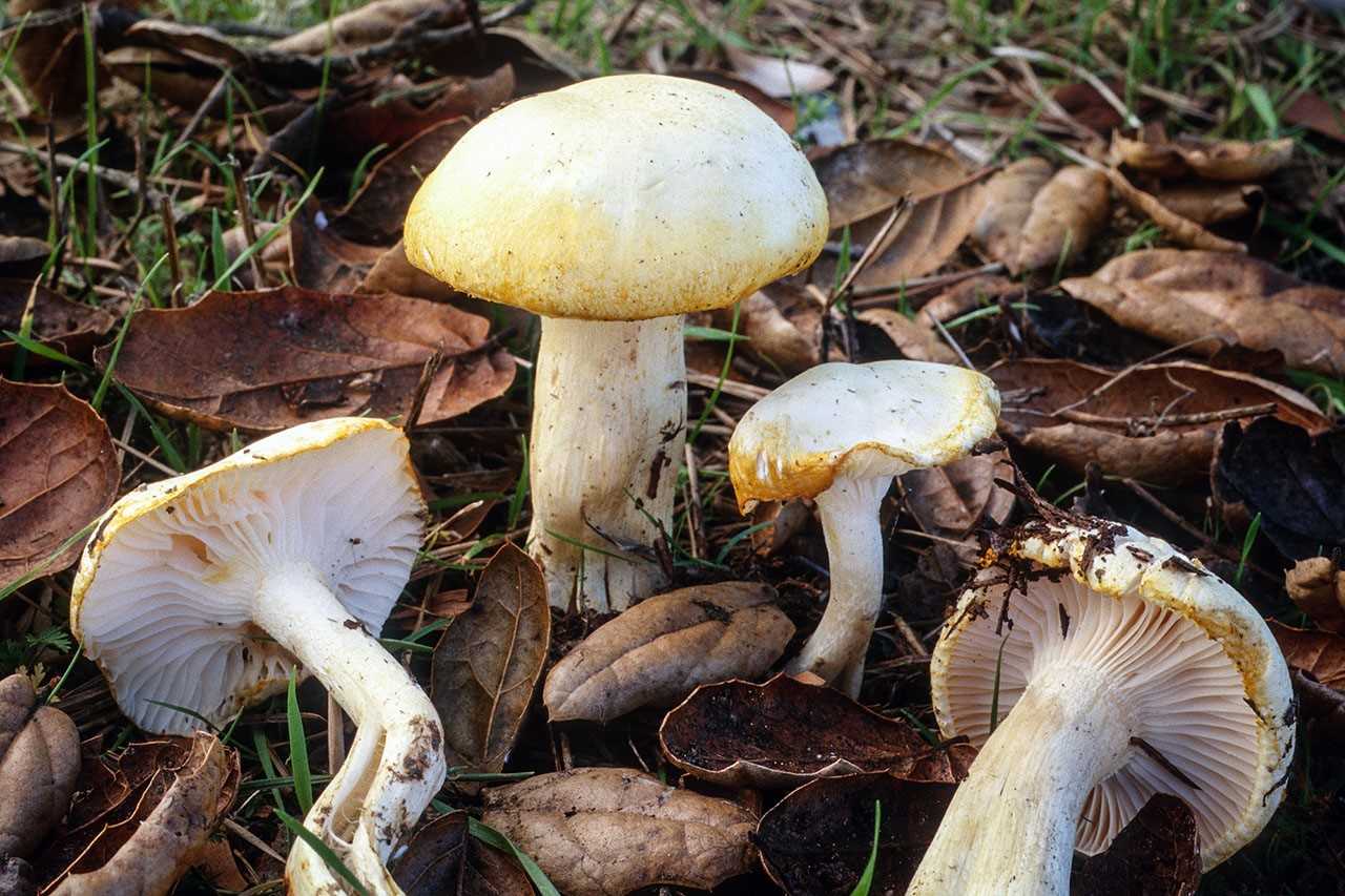 Грибы и их двойники: какие грибы стоит собирать, а какие нет! | огородники