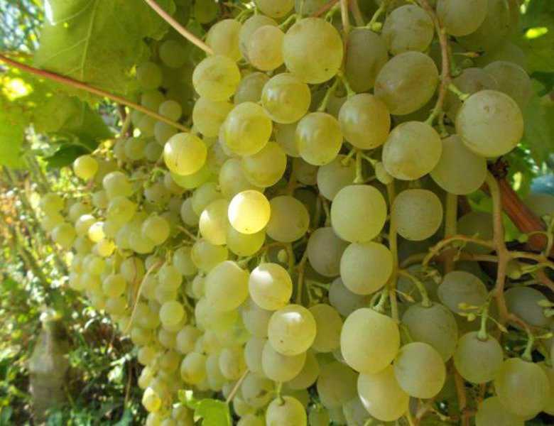 Виноград на южном урале: посадка и уход, выращивание в открытом грунте для начинающих