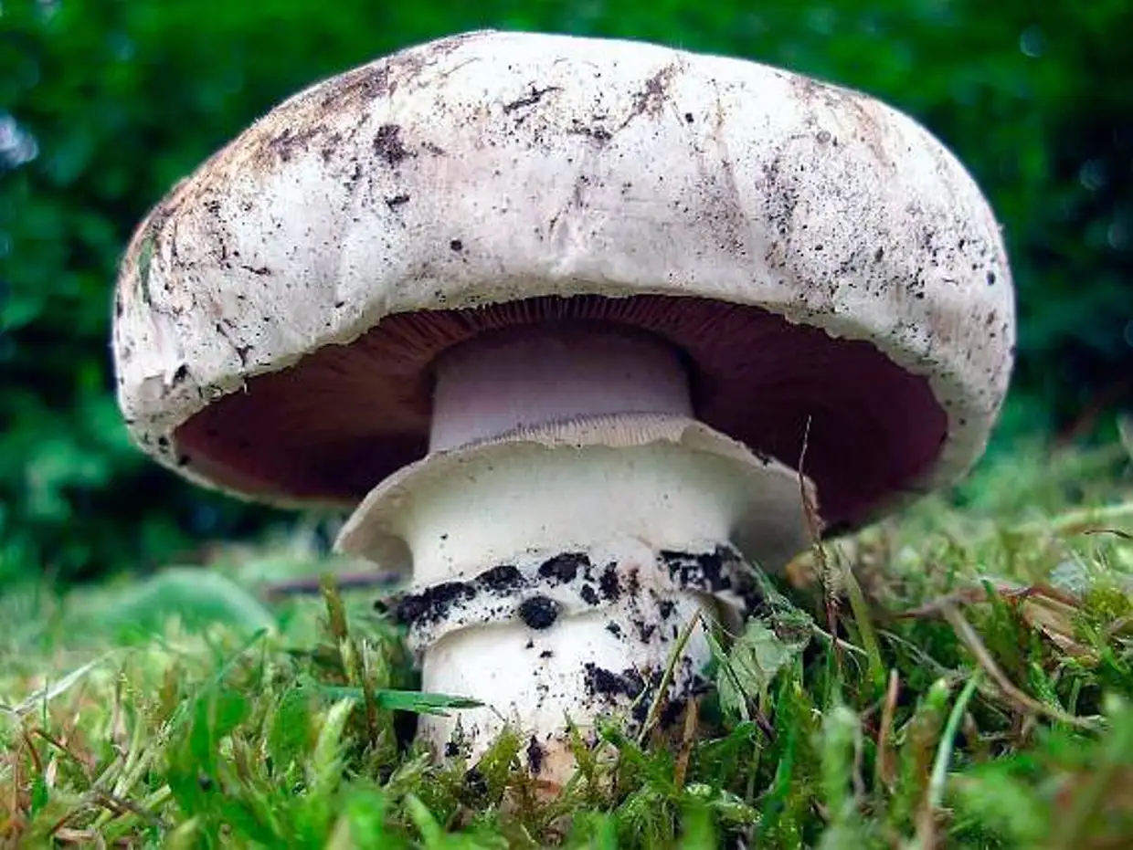 Как выглядит шампиньон гриб фото и описание