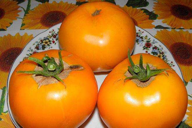 Томат "апельсин": характеристика и описание сорта, отзывы, фото