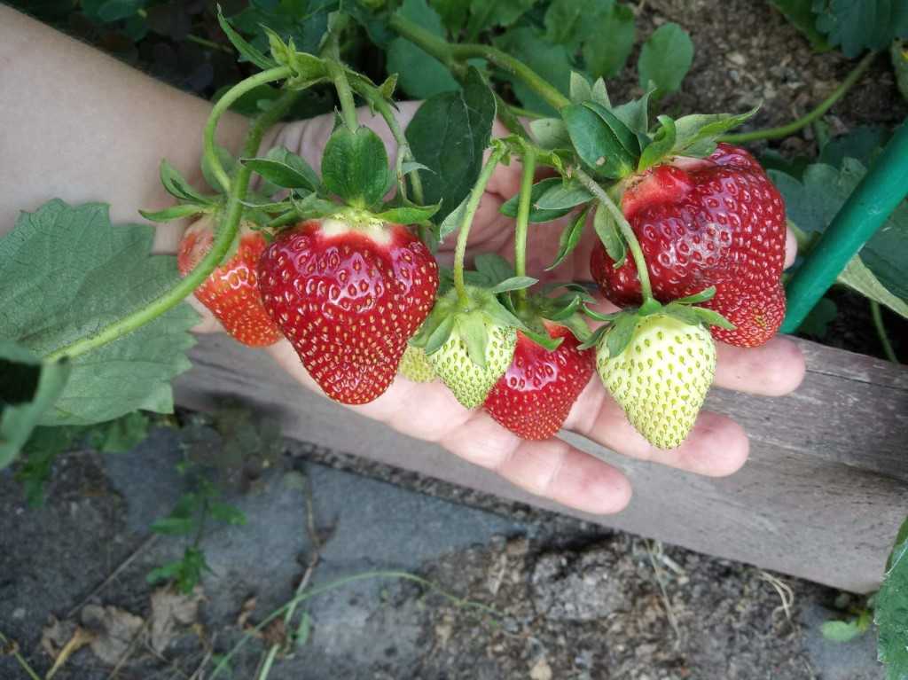 Сорт клубники «флоренс»‎ — особенности выращивания и ухода за неприхотливой ягодой