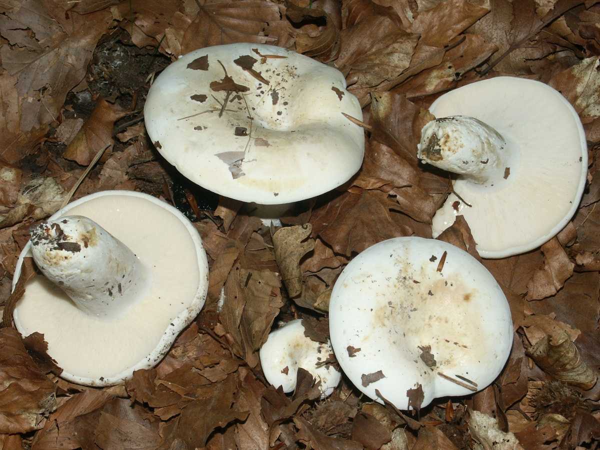 Lactarius piperatus гриб
