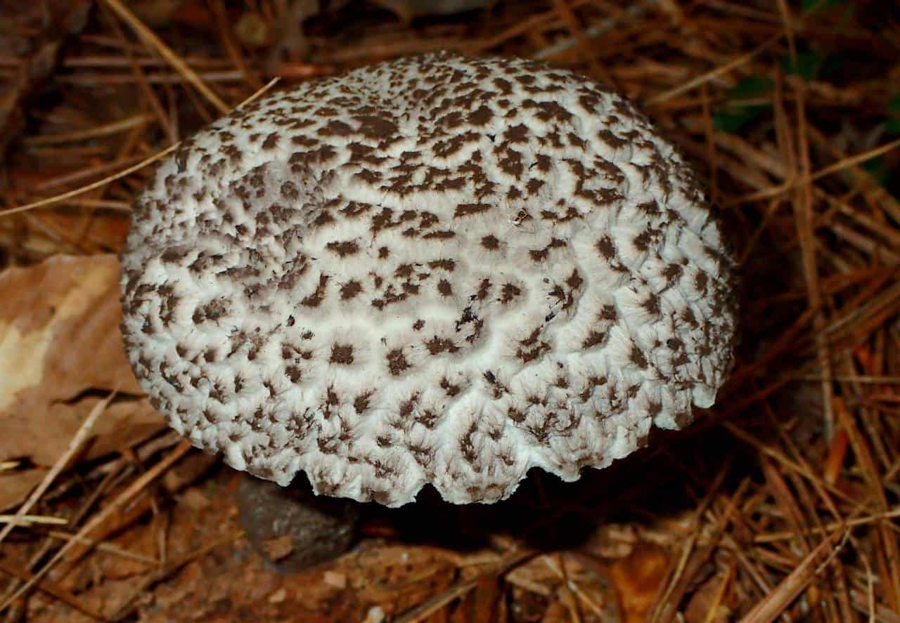 Шишкогриб хлопьеножковый (strobilomyces strobilaceus): редкий гриб из красной книги
