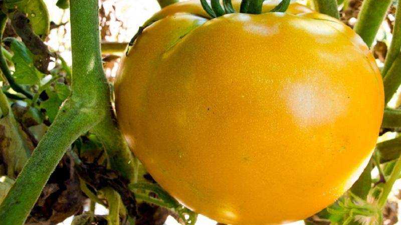 Сортовые характеристики томата Алтайский оранжевый Достоинства и недостатки крупноплодного сорта Особенности посадки и ухода Отзывы огородников