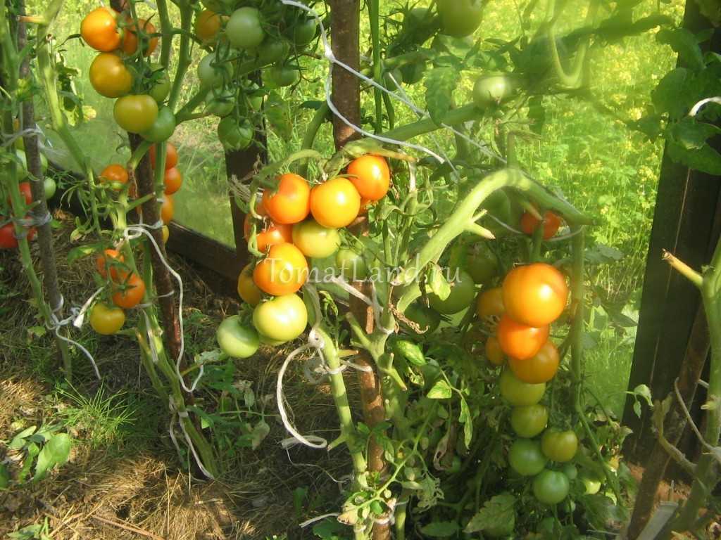 🍅 подкормка рассады томатов в домашних условиях: эффективные удобрения, правила, средства, рецепты