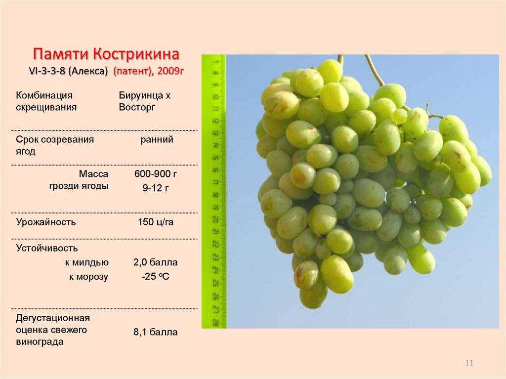 Виноград кодрянка: описание сорта, характеристика, особенности выращивания, отзывы
