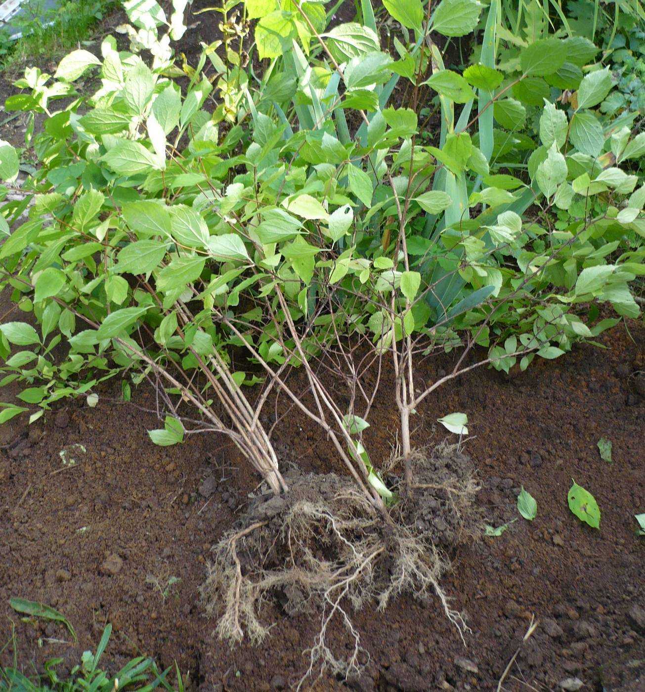 Садовый жасмин (чубушник): посадка и уход, описание, фото